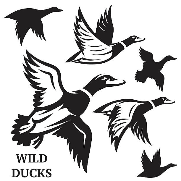 ilustraciones, imágenes clip art, dibujos animados e iconos de stock de vector set of flying wild ducks. ilustración vectorial. - pato macho