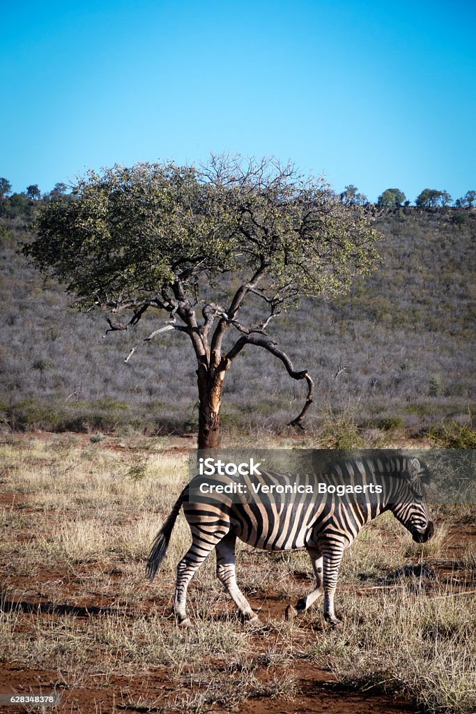 Zebra walking near the marula tree,  Madikwe,South Africa Single zebra walking in the grasslands of the Madikwe Game Reserve in South Africa.A marula tree behind the zebra. Africa Stock Photo