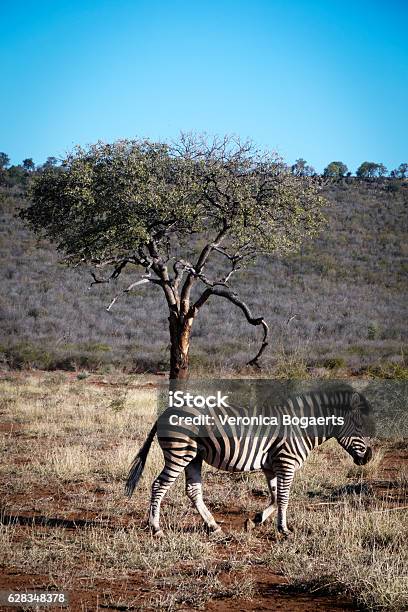 Zebra Walking Near The Marula Tree Madikwesouth Africa Stock Photo - Download Image Now