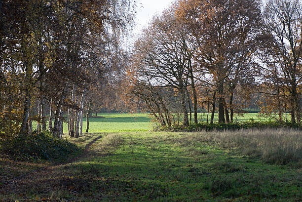 Shadowy autumn sunny afternoon landscape with trees grass and field
