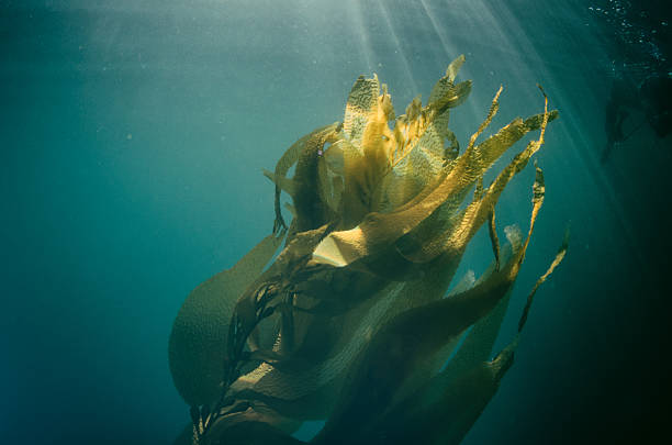 algues se déplaçant au soleil avec un pêcheur à la lance - exercising wetsuit people expressing positivity photos et images de collection