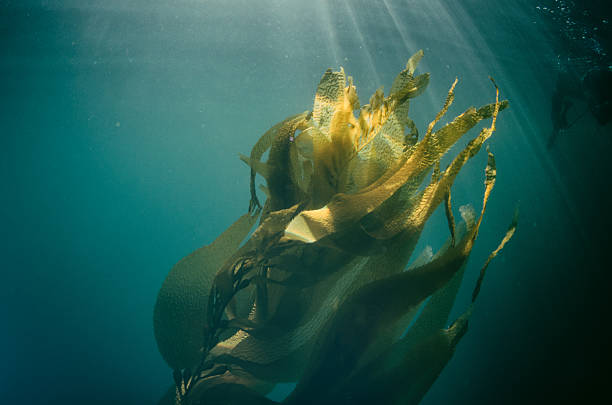 Seaweed moving underwater in the sunlight with spear fisherman