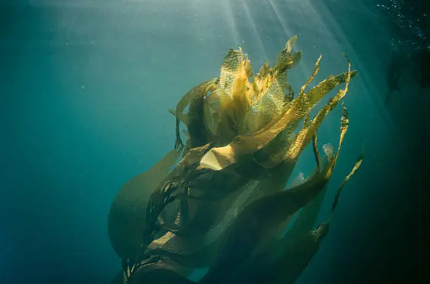 Seaweed moving underwater in the sunlight with spear fisherman