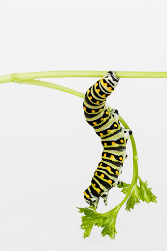 Large hungry Black Swallowtail larva stretches to reach tender parsley leaf.