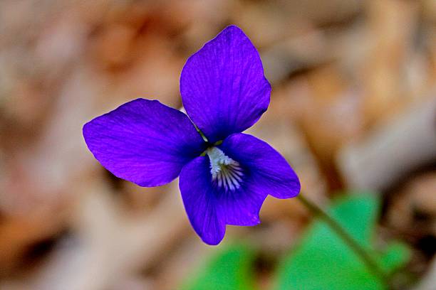violeta azul comum anunciando primavera - shutterbug - fotografias e filmes do acervo