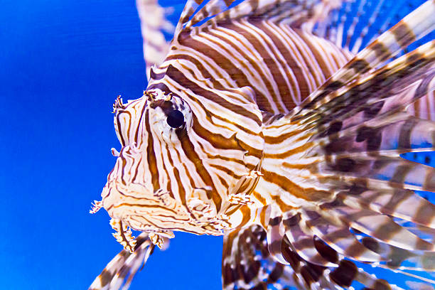 istock Pterois volitans in blue water 628358382