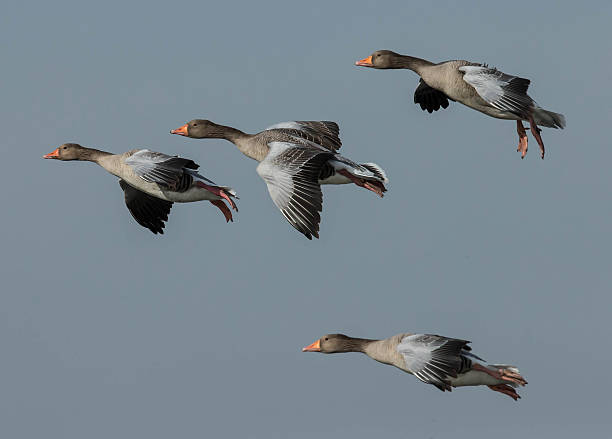Greylag Goose Goose flying. greylag goose stock pictures, royalty-free photos & images