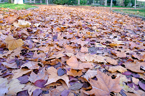 istock The  autumn in Alcala de Henares, Madrid Spain 628359084
