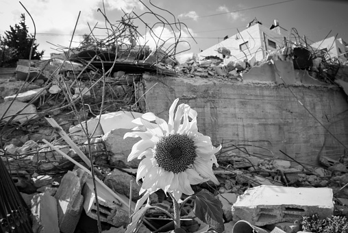 A flower grows in front of a home demolished hours earlier by Israeli authorities in Issawiya, a Palestinian community on Jerusalem's outskirts. Building permits are often difficult for Palestinians to obtain in and around Jerusalem, forcing many to build illegally in order to house their families. Many of these homes are subsequently demolished.