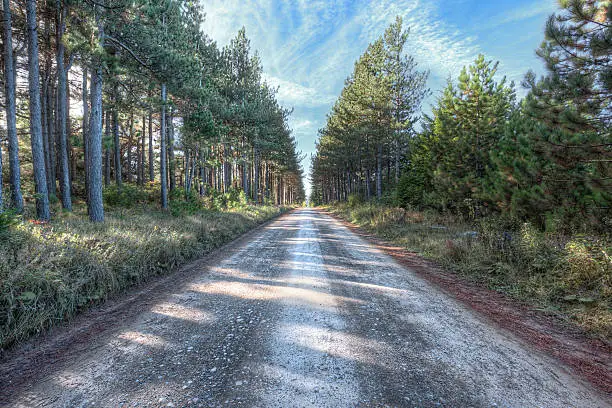 Photo of Dirt paved road through pine forest