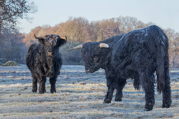 istock Two black scottish highlanders in frozen meadow 628360292