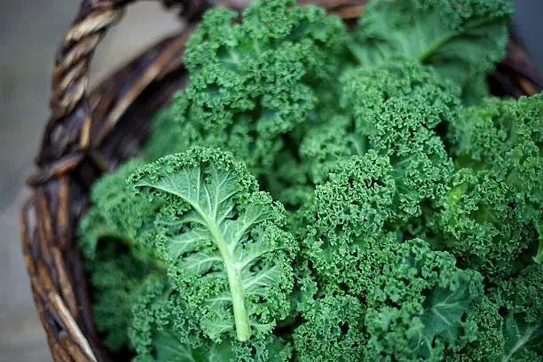 Photo of Kale in rustic basket on daylight  close Up