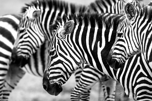 Zebras at Ngorongoro National Reserve at Tanzania  at Africa