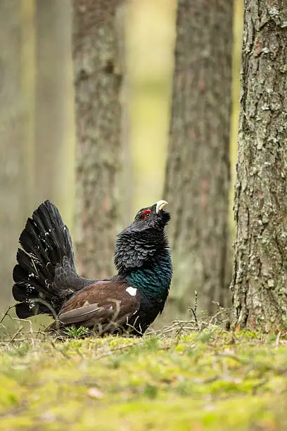 Capercaillie in Lithuania forest, Varena district