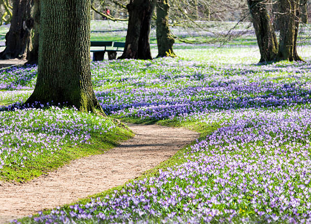 istock Springtime with Flowerbed of purple crocus in park 628366292