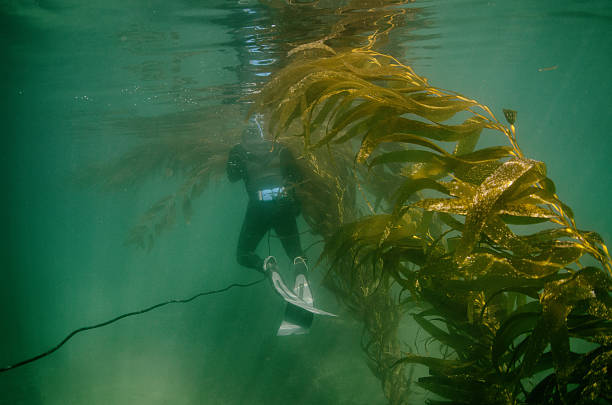 istock Swimming in the kelp in the Pacific Ocean 628366500