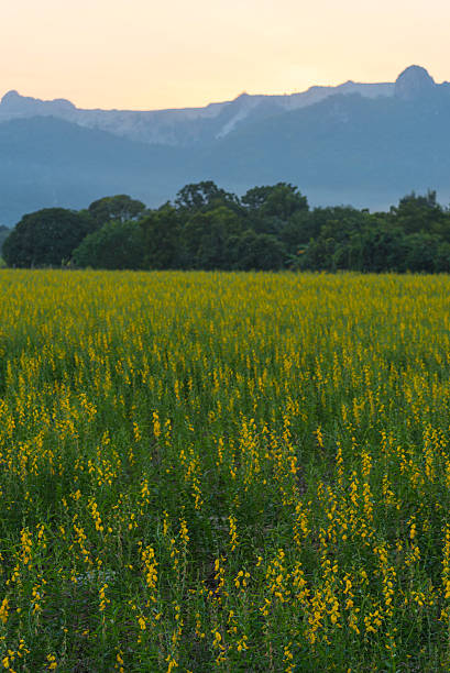 istock yellow flower field in Thailand mountain 628366942