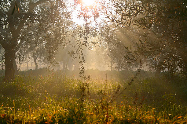 Field with olive grove backlit wrapped in the mist.