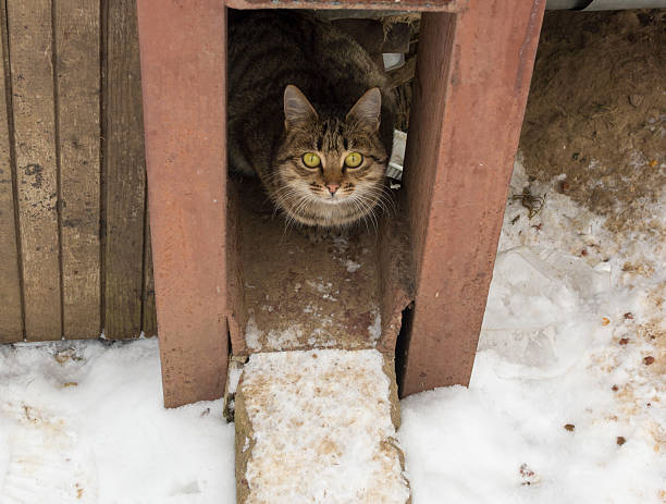 istock Homeless cat with bright yellow eyes. 628367620