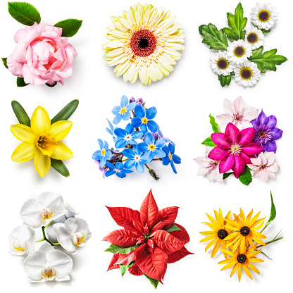 Flower collection isolated on white background. Set of spring and summer garden flowers. Floral design. Top view, flat lay