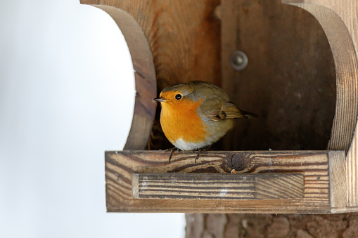 Robin (Erithacus rubecula) in the nature.