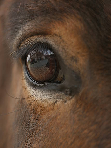 istock Close up of horse's eye 628368332