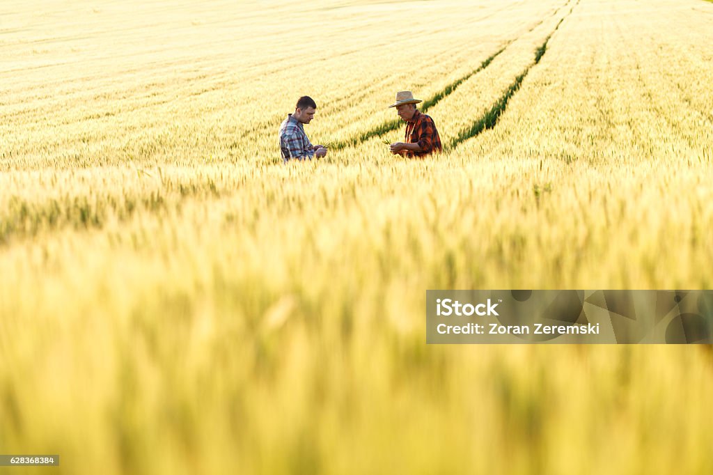 Senior farmer in a field examining crop Two farmers in a field examining wheat crop. Farmer Stock Photo