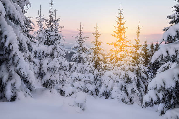 istock Snowy trees at the winter mountain hills 628368972