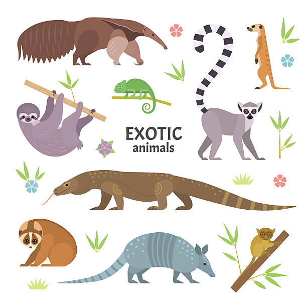 ilustraciones, imágenes clip art, dibujos animados e iconos de stock de animales exóticos. - anteater