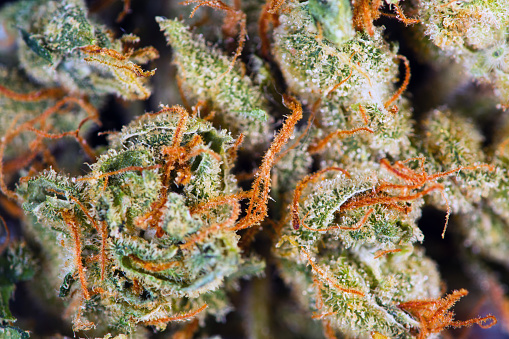 Close up of bud of cannabis with whispy pistils 