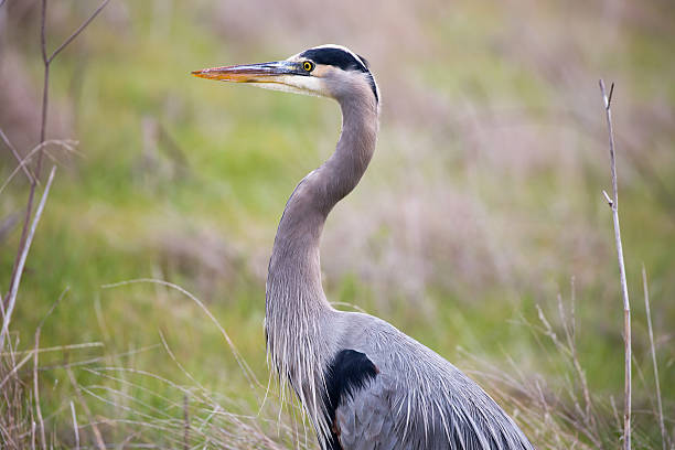 istock Great Blue Heron - Ardea Herodias headshot in the grasslands 628370776