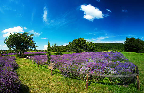 istock Beauty lavender flowers in garden 628371380