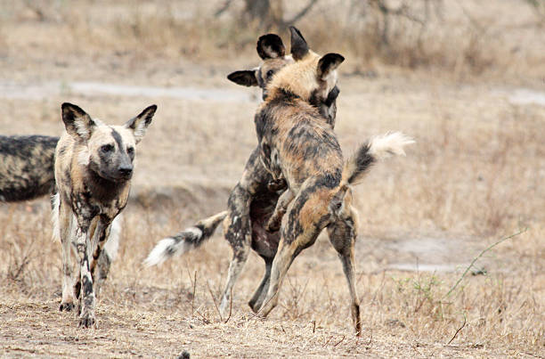 istock African wild dogs, South Africa 628389148