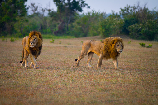 Male lions out patrolling their vast territory in the Maasai Mara National Reserve