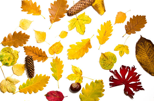 istock colorful autumn leaves on white background. 628397610