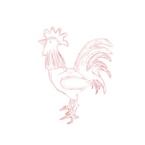 Cock. Isolated on white background. Sketch illustration.