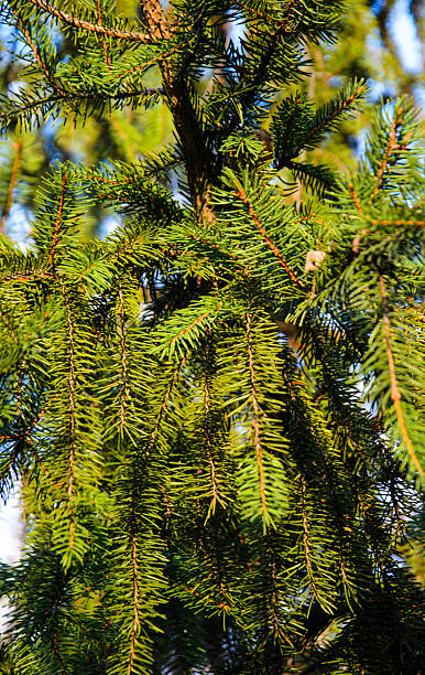 istock Beautiful green fir tree in a city park 628400300