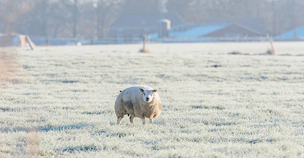 istock Lonely sheep standing in frozen meadow. 628400572