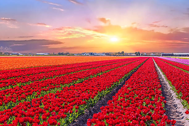 istock Blossoming tulip fields in a dutch landscape in the Netherlands 628400948