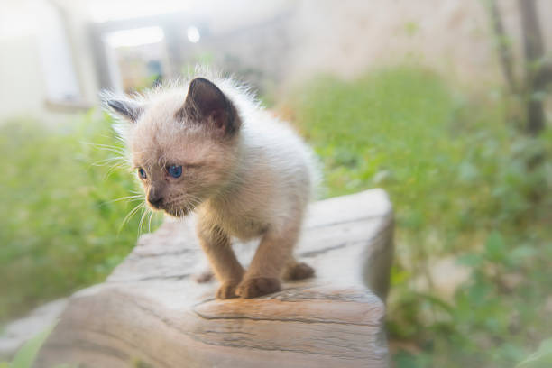 White, beije furry baby cat I month old playing in the garden standing on a stone.