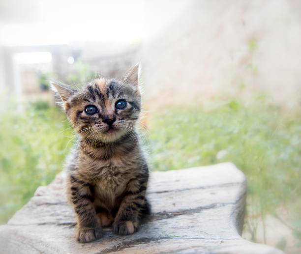 istock Tabby Baby cat sitting in a stone 628408986