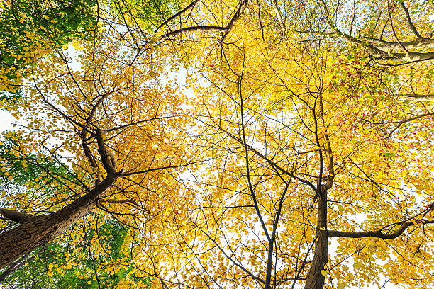 istock Ginkgo leaves in autumn color 628409494