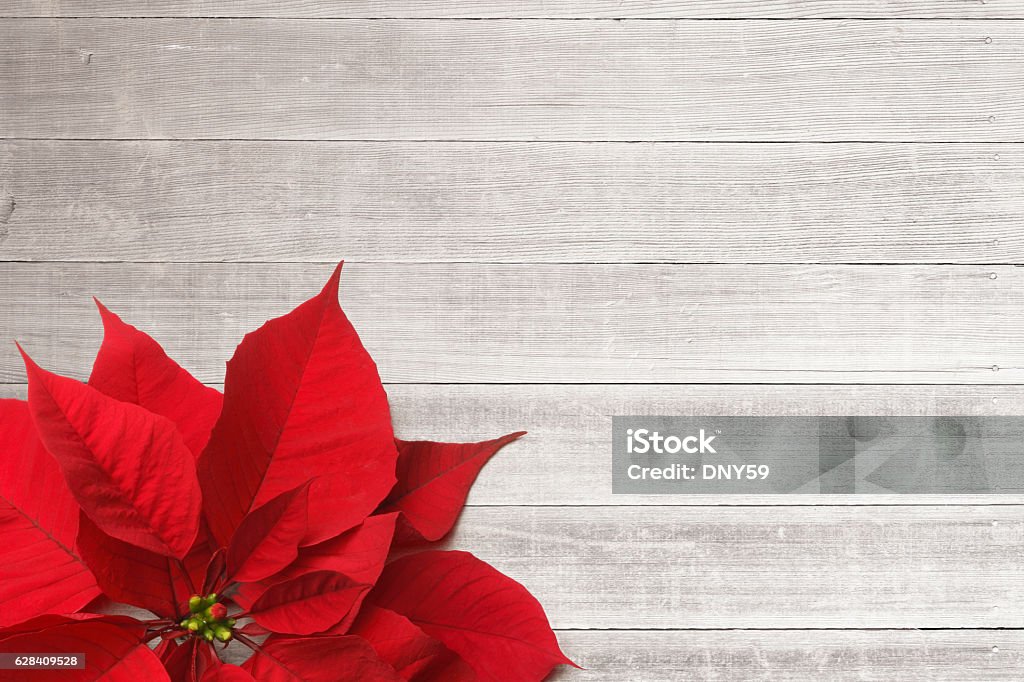 Poinsettia Sitting On Whitewashed Boards A red poinsettia rests on whitewashed boards.  The negative space created by the whitewashed boards provides ample room for copy and text. Poinsettia Stock Photo