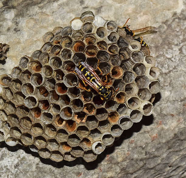 istock Wasp nest with wasps sitting on it. 628410750