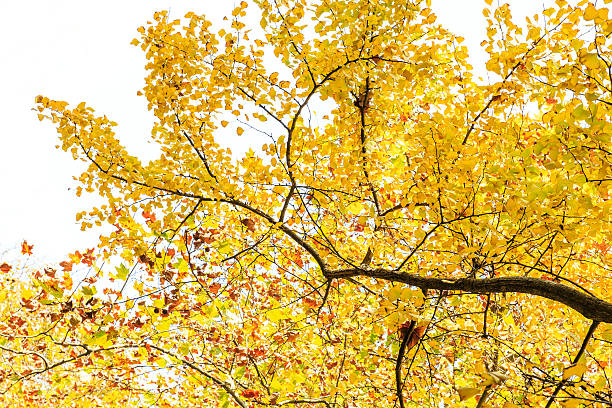 istock Ginkgo leaves in autumn color 628418098
