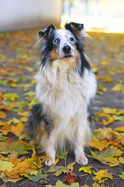 istock Merle Sheltie dog sitting outdoors around fallen maple leaves 628418232