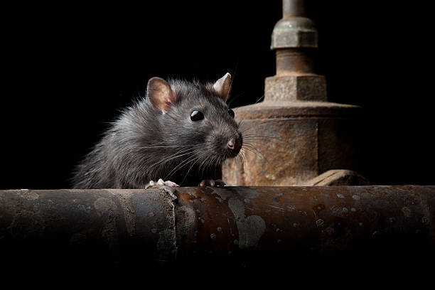 개척시대의 쥐 - rodent 뉴스 사진 이미지