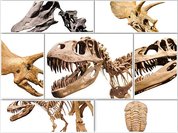 Photo of Collage composition of dinosaurs skeletons on white isolated background.