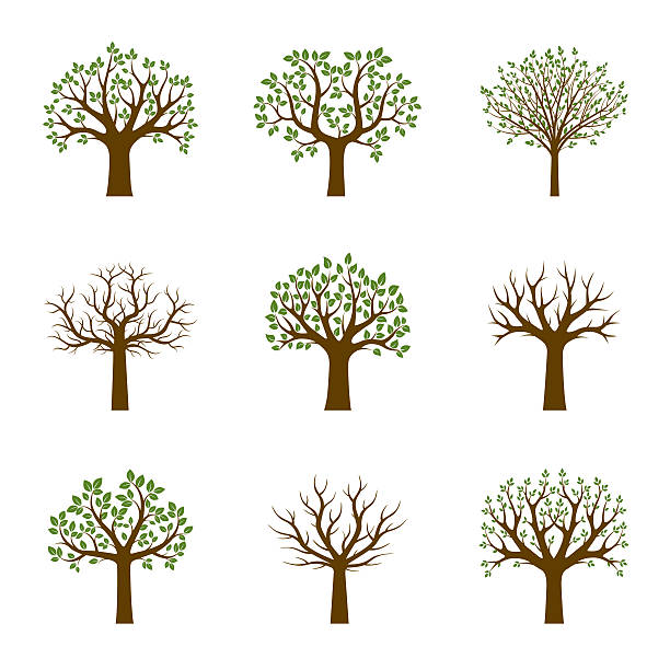 illustrations, cliparts, dessins animés et icônes de ensemble d'arbres verdoyants. illustration vectorielle. - arbre sans feuillage