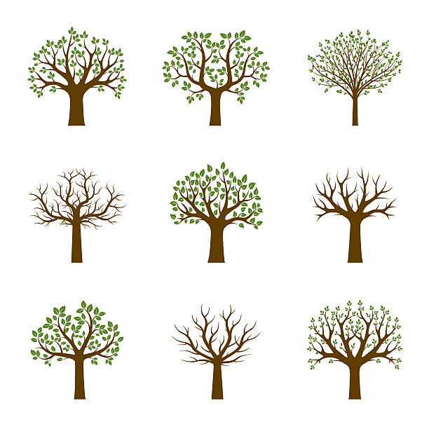 набор зеленых деревьев. векторная иллюстрация. - bare tree dry tree branch stock illustrations